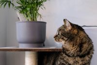 Purr-fect Plants: 15 Cat-Safe Greenery Choices for a Stylish Home