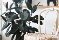 Foolproof Foliage: 10 Unkillable Houseplants