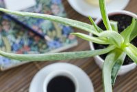 Breathe Easy: 7 Houseplants for a Healthier Home