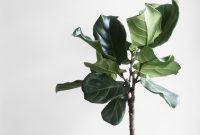Your Dream Garden, Delivered: The Magic of Online Houseplant Shopping