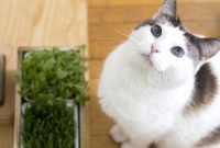 Cultivating a Purr-fect Indoor Oasis: A Cat-Friendly Garden Guide