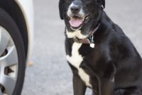 Navigating the Open Road: A Pet-Friendly Travel Guide