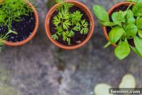 Keeping Your Plants Alive: A Vacation Watering Guide