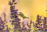 Attracting Hummingbirds: A Guide to Homemade Nectar