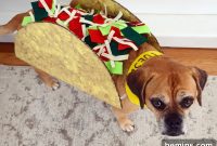 How to Dress Your Dog for Taco Tuesday: A Paw-some Costume Guide