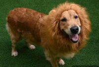 Spooky & Sweet: Pet Halloween Costumes to Craft or Click Home