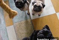 3 Homemade Dog Biscuit Recipes