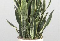 The Black Thumb’s Guide to Indestructible Houseplants