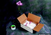 Borax: The Secret to Everlasting Blooms