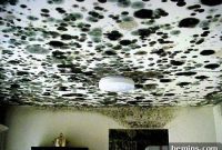 DIY Natural Mold Prevention Spray
