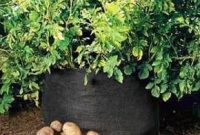 Growing Gourmet Potatoes: The Trash Can Secret