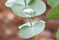 Bring the Spa Home: Eucalyptus-Infused Cleaning for a Refreshing Space