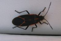 Low-Tech Pest Control