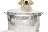 Crafting a Gentle, pH-Balanced Shampoo for Your Canine Companion