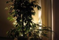 The Enchanting Glow of Uplighting