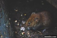 Getting Rid of Mice: A Comprehensive Guide