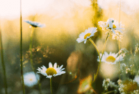 Effective Pest Control: Utilizing Irish Spring Soap in Your Garden