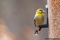 DIY Bird Feeder Port Repair Using a Mustard Bottle