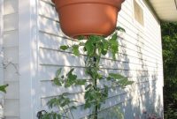 Upside-Down Tomato Gardening: A Progress Report