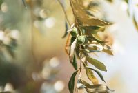 25 Genius Olive Oil Hacks for Home & a Free Guide