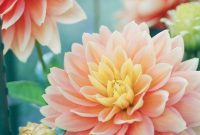 Planting for a Vibrant Summer: A Bulb Planting Guide