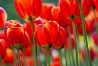 The Ultimate Guide to Blooming Spring Bulbs