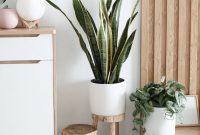 15 Best Indoor Plants for Air Purification