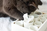 Creating a Purr-fect Puzzle Feeder: A Simple DIY Project for Your Cat