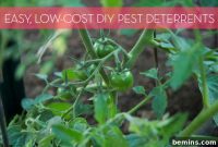 Make Your Own Affordable Natural Garden Pest Control