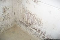 A Breath of Fresh Air: Eco-Friendly Mold Removal