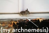 DIY Garden Defense: Building Row Covers to Stop Pests