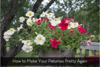 Revive Your Leggy Petunias: A Simple Guide to Bountiful Blooms