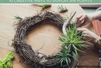 Creative Air Plant Displays: Innovative Hanging Ideas