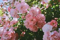Budget-Friendly Landscaping: 15 Creative Ideas
