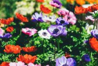 Crafting Your Green Oasis: Simple Garden Designs for Beginners
