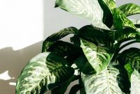 10+ Stylish Indoor Plants to Elevate Your Home