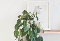 Roundup: 8 Resilient Indoor Plants for the Not-So-Green Thumb
