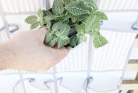 Repurposing a Shoe Organizer as a Vertical Garden