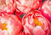 The Easiest Plants to Grow for a Gorgeous Garden