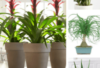 8 Foolproof Houseplants for Thriving College Students