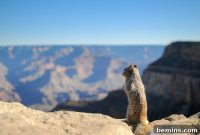 Squirrel-Proofing Your Home: A Comprehensive Guide