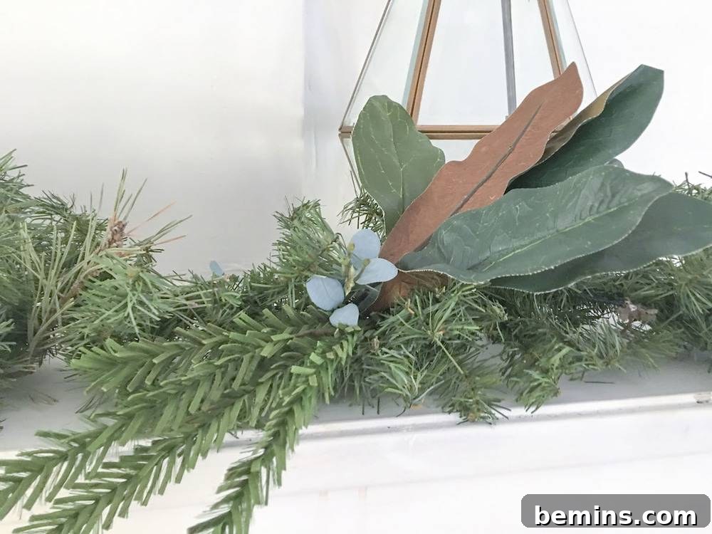 Eucalyptus bunches