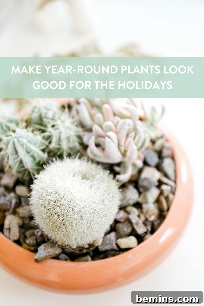 Spruce Up Your Evergreens: Holiday Decorating Ideas for Year-Round Plants 2 Holiday Decor for Your Houseplants: Simple and Festive Ideas