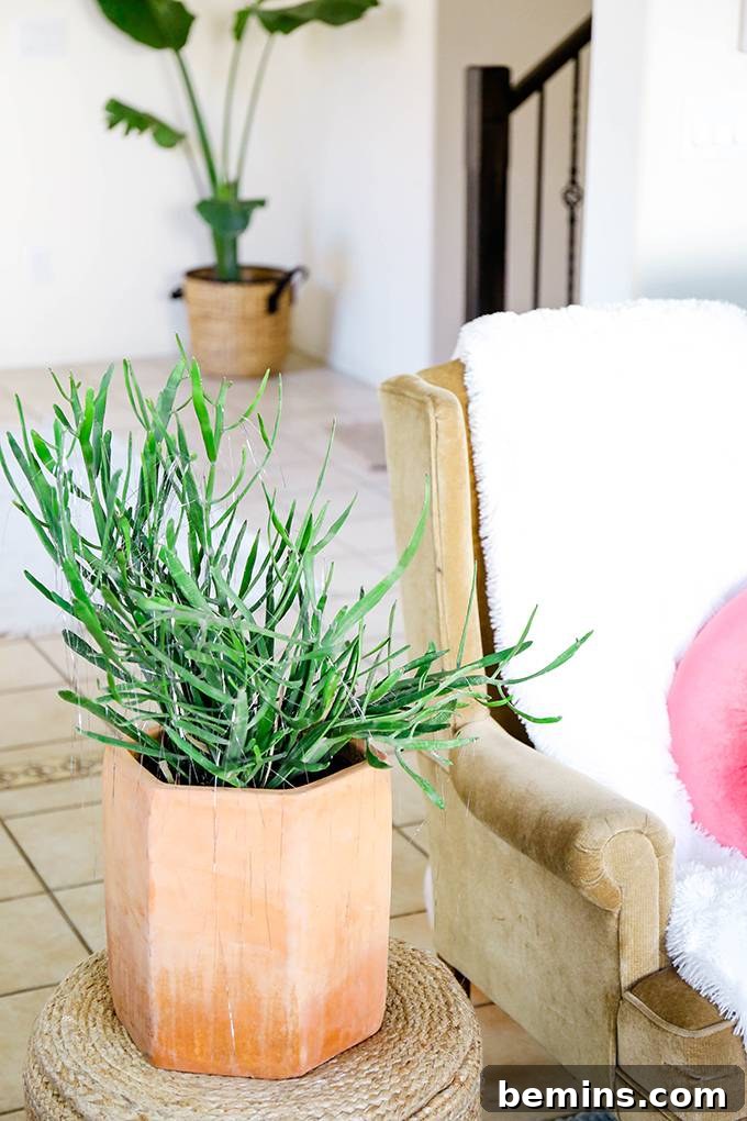 Spruce Up Your Evergreens: Holiday Decorating Ideas for Year-Round Plants 8 Decorating Plants with Tinsel: A Shimmering and Festive Transformation