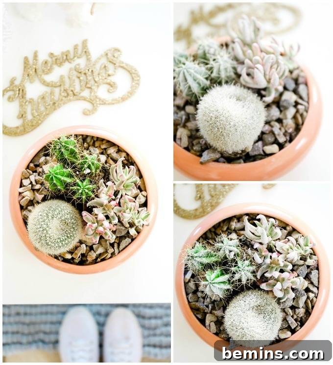 Spruce Up Your Evergreens: Holiday Decorating Ideas for Year-Round Plants 9 Adding Faux Snow to Succulents: Creating a Winter Wonderland Indoors