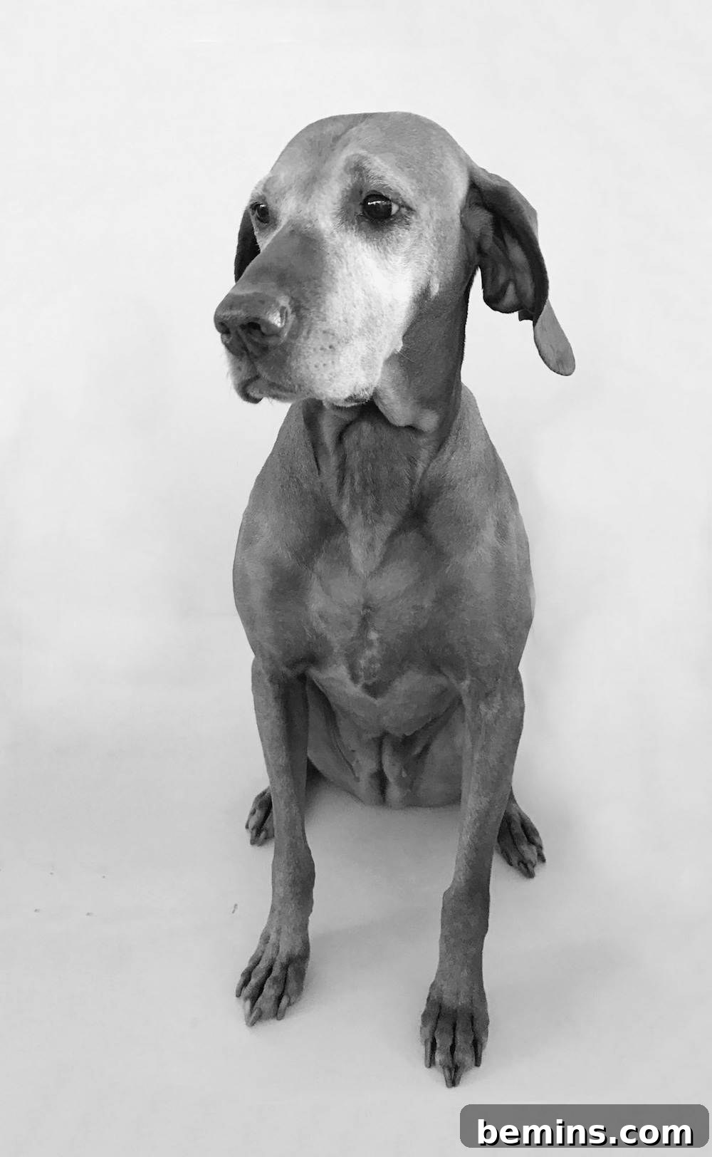 Photographing Your Pet for the Ornament: Vizsla Posing for a Photo