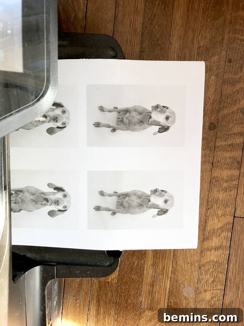 Printing Pet Photo on Iron-on Fabric: Preparing the Image for Transfer