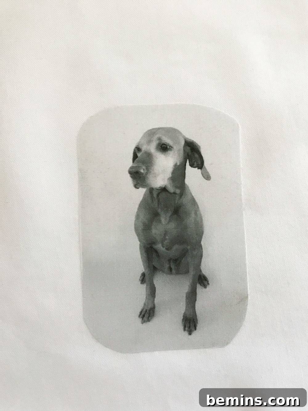 Ironing the Pet Photo onto Fabric: Transferring the Image