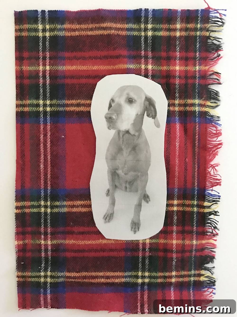 Cutting Ornament Shape: Following the Curves of the Pet Photo