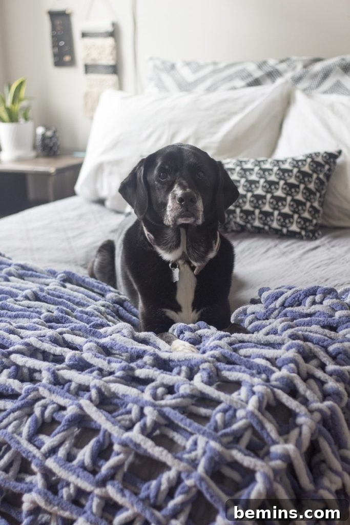 Dog on arm knit blanket